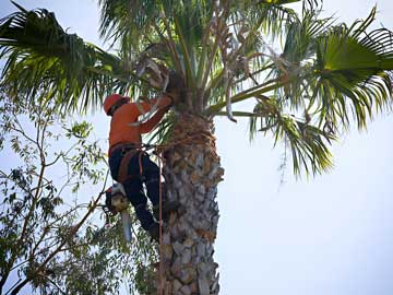 Tree Care Local SEO and Web Design